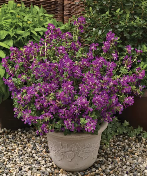 Sriracha™ Violet