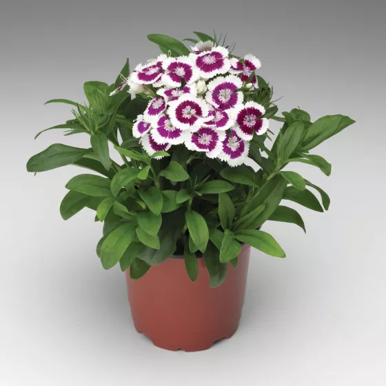 Diabunda® Purple Picotee