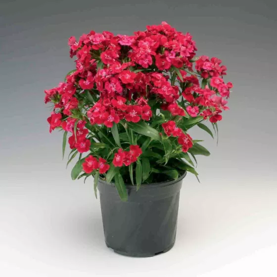 Diabunda® Red