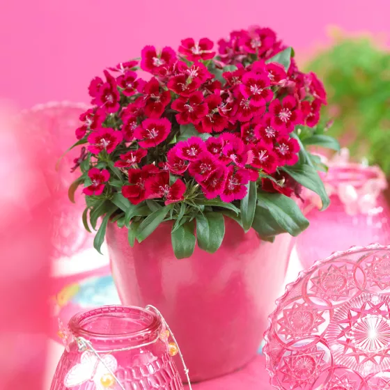 Diabunda® Red