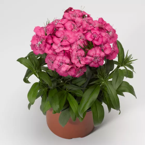 Diabunda® Rose