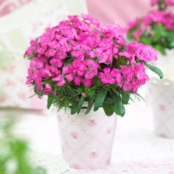 Diabunda® Rose