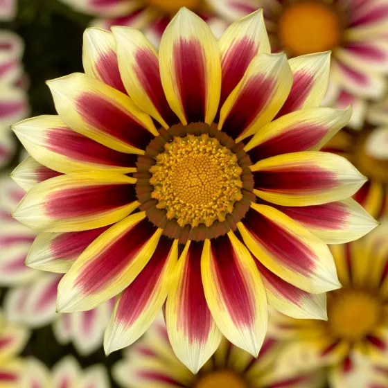 Big Kiss™ White Flame