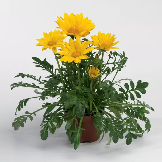 Gazoo™ Clear Yellow