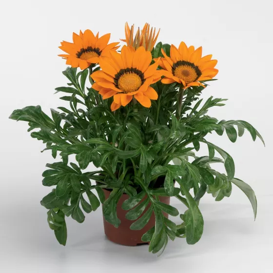 Gazoo™ Orange with Ring