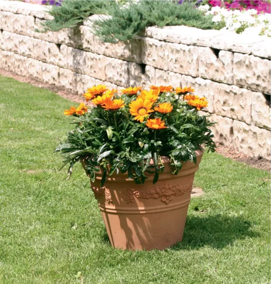 Gazoo™ Orange with Ring