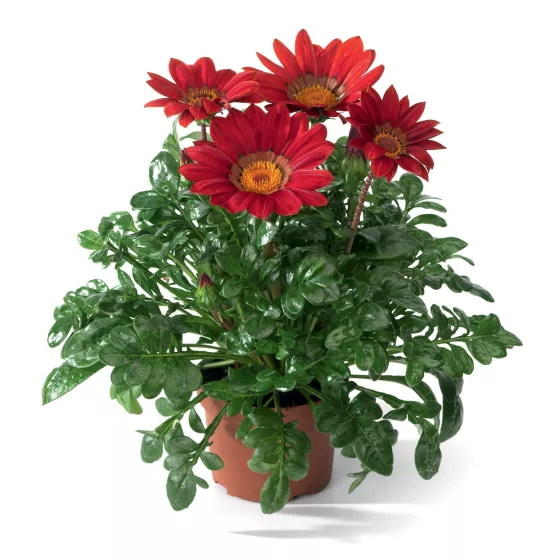 Gazoo™ Red with Ring