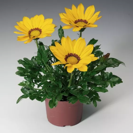 Gazoo™ Yellow with Ring