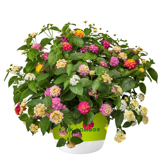 Bandana® Strawberry Daiquiri™ | Syngenta Flowers
