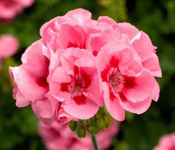 Calliope® Medium Pink Flame
