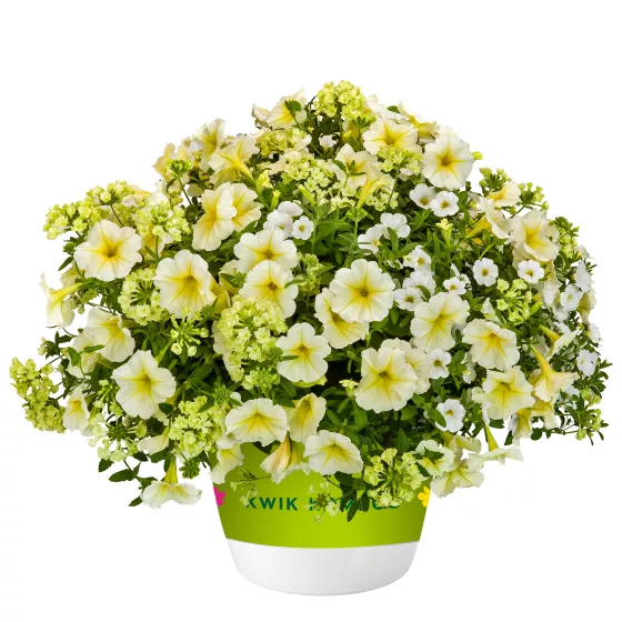 Lemon Chiffon™ Mix | Syngenta Flowers
