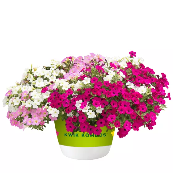 みにこー さくらんぼMIX Itsy™ Trifection™ Mix | Syngenta Flowers
