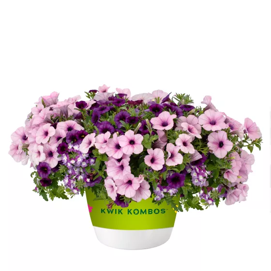 flowerプロフ(必)同封X Perfectly Purple™ Mix | Syngenta Flowers