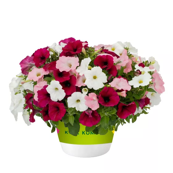 Sanguna® Sweet Sensations™ Mix