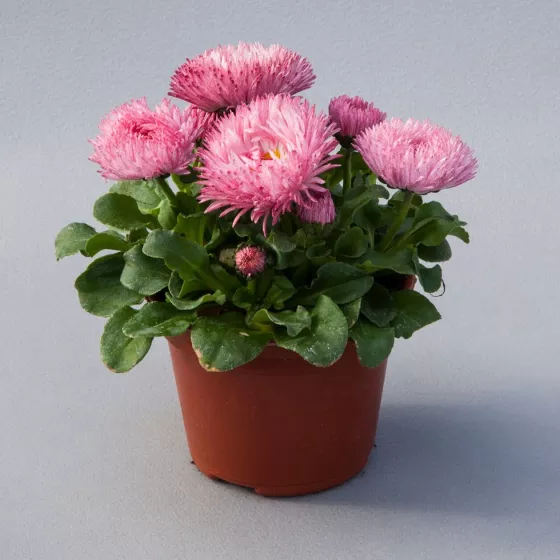 Bam Bam™ Rose Imp.