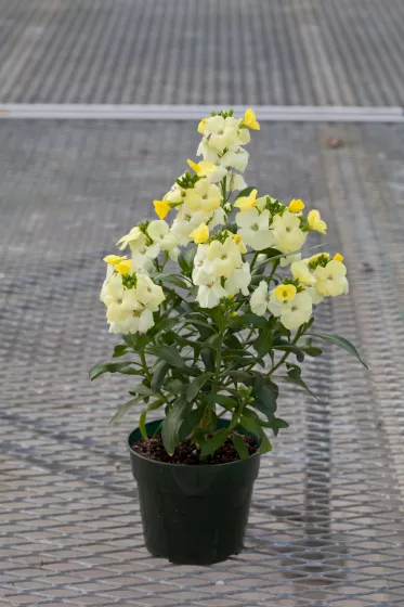 Sugar Rush™ Primrose