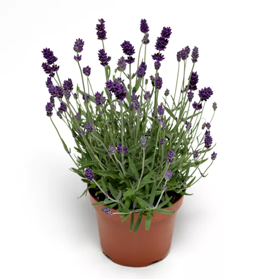 Vintro™ Forte Blue