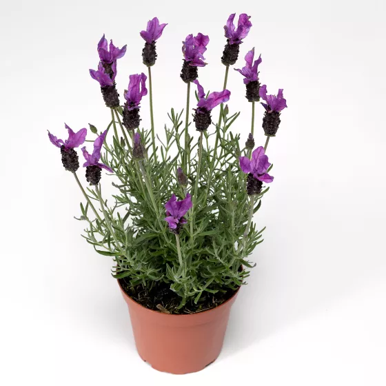 Javelin™ Fortissimo Purple