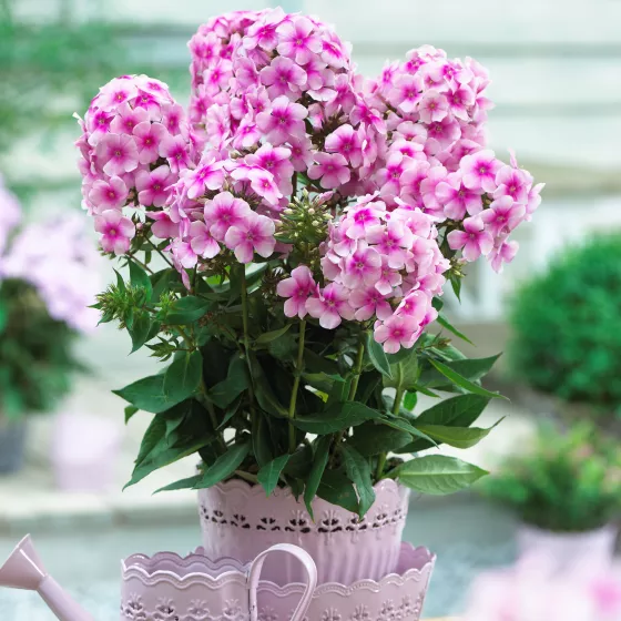 Sweet Summer™ Cmpt. Festival™ Rose Dark Eye