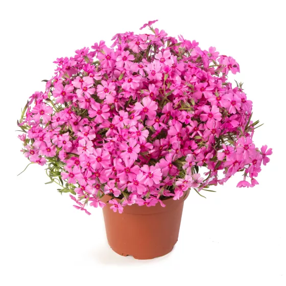 GoldiPhlox™ Cherry