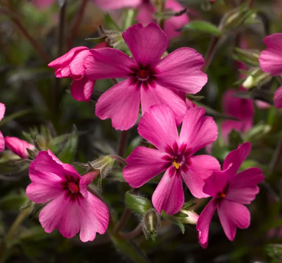 GoldiPhlox™ Cherry