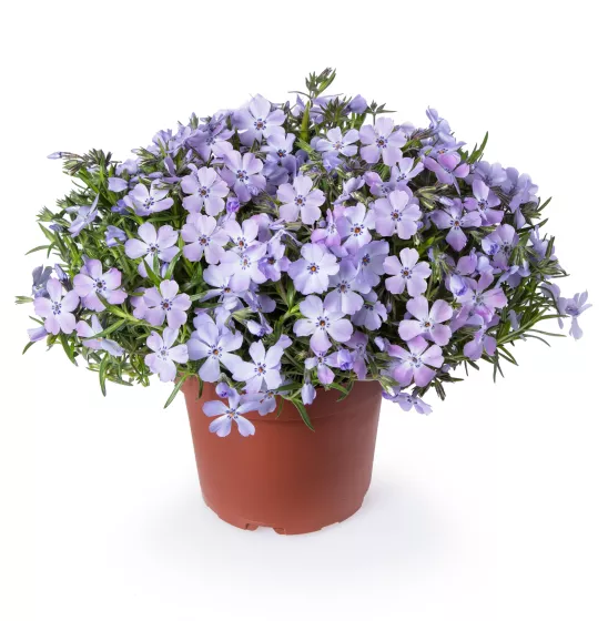 GoldiPhlox™ Lavender Eye