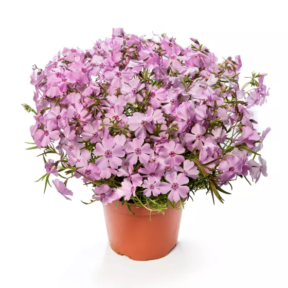 GoldiPhlox™ Light Pink
