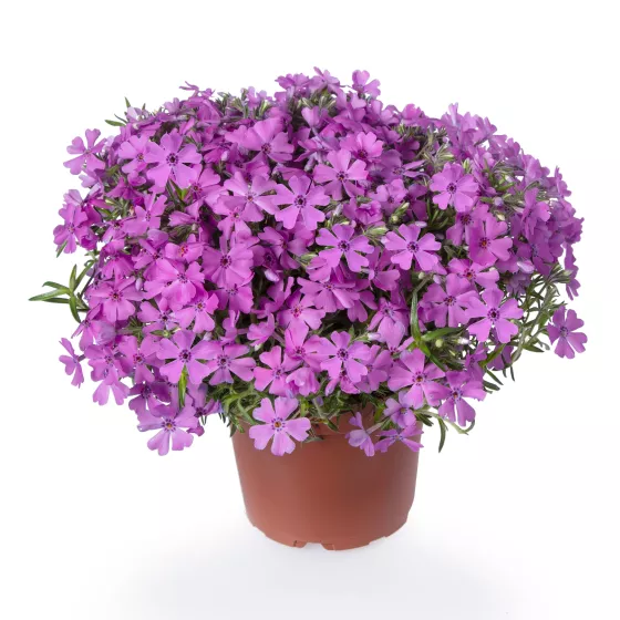 GoldiPhlox™ Pink