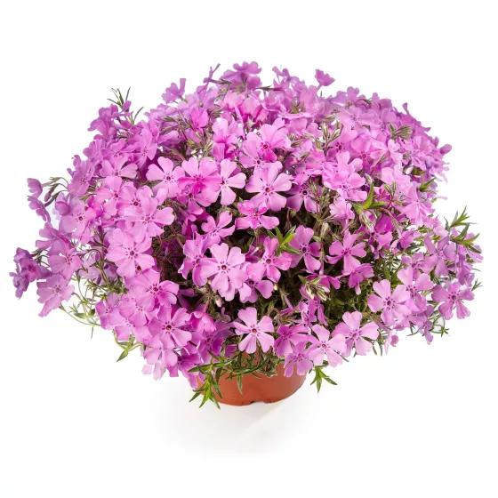 GoldiPhlox™ Rose