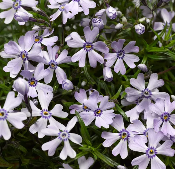 GoldiPhlox™ White