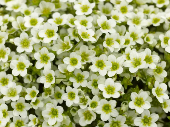 Alpino™ Early Lime