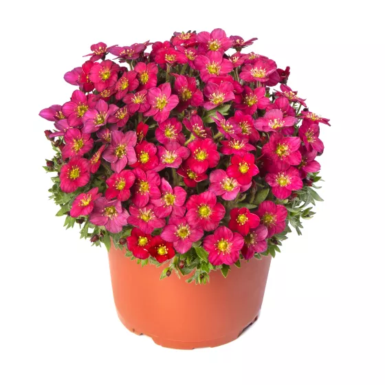 Alpino™ Early Rose