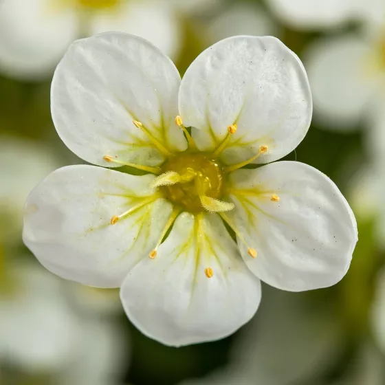 Touran™ Large White