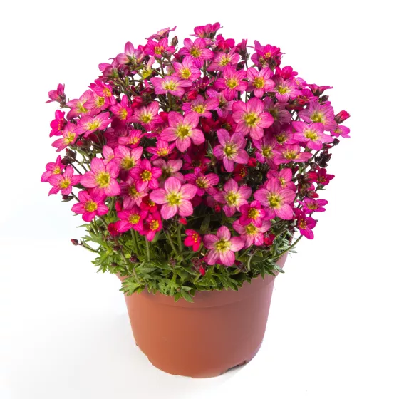 トランプ FLORA Touran™ Pink | Syngenta Flowers