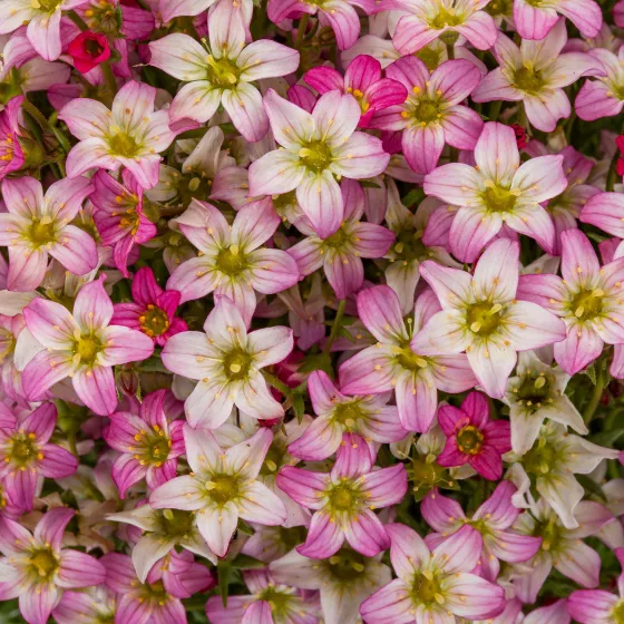 Touran™ Pink