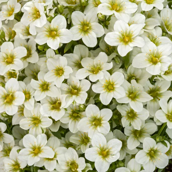 Touran™ White
