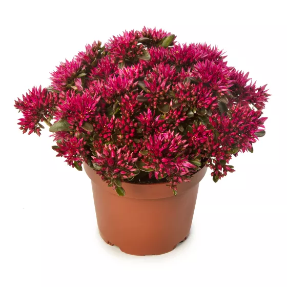 Spot On™ Deep Rose