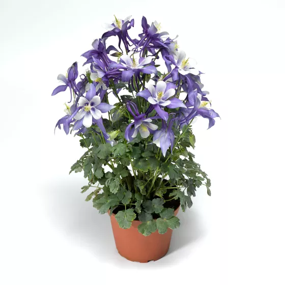 Kirigami™ Deep Blue & White