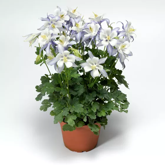 Kirigami™ Light Blue & White