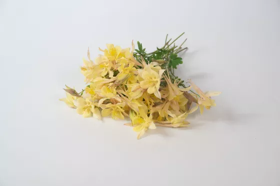 Kirigami™ Yellow