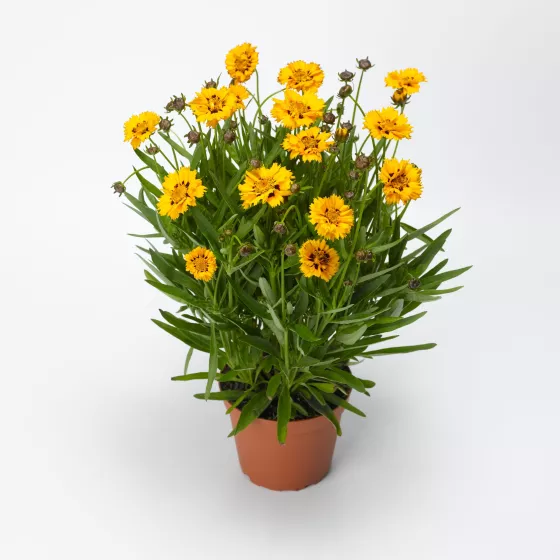 Andiamo® Yellow Red