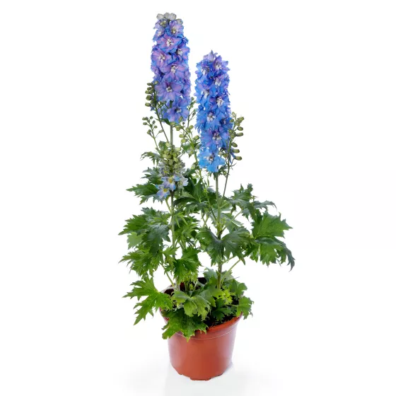 Delphina™ Light Blue White Bee