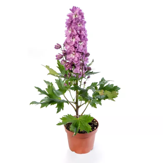 Delphina™ Pink White Bee