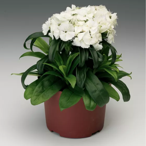 Barbarini® White