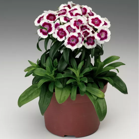 Barbarini® Red Picotee
