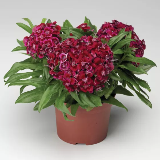 Barbarini® Red