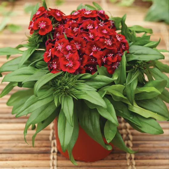 Barbarini® Red