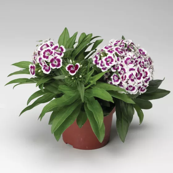 Barbarini® Purple Picotee