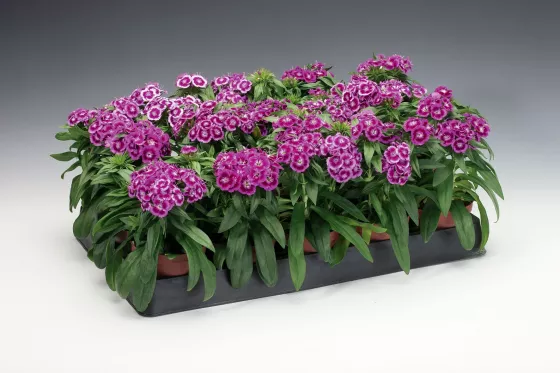 Barbarini® Purple Picotee