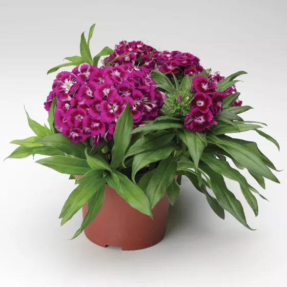 Barbarini® Purple